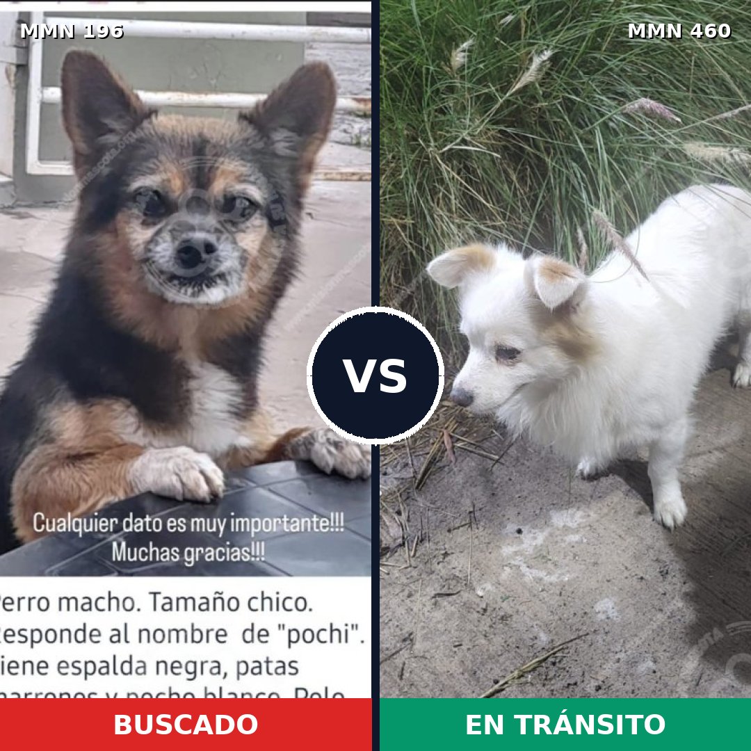 Comparativa MMS 4686: mascota perdida y mascota encontrada, 11% de similitud