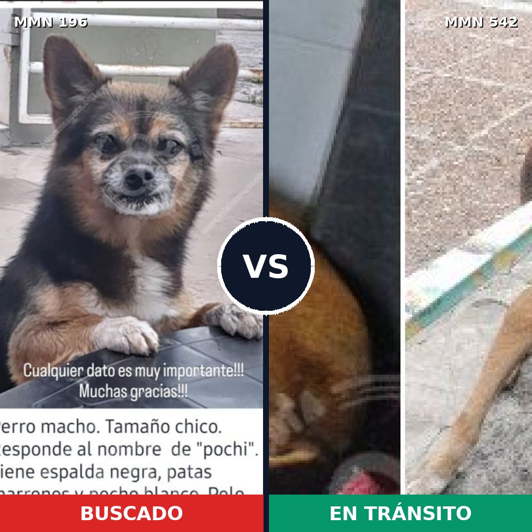 Comparativa MMS 4689: mascota perdida y mascota encontrada, 21% de similitud