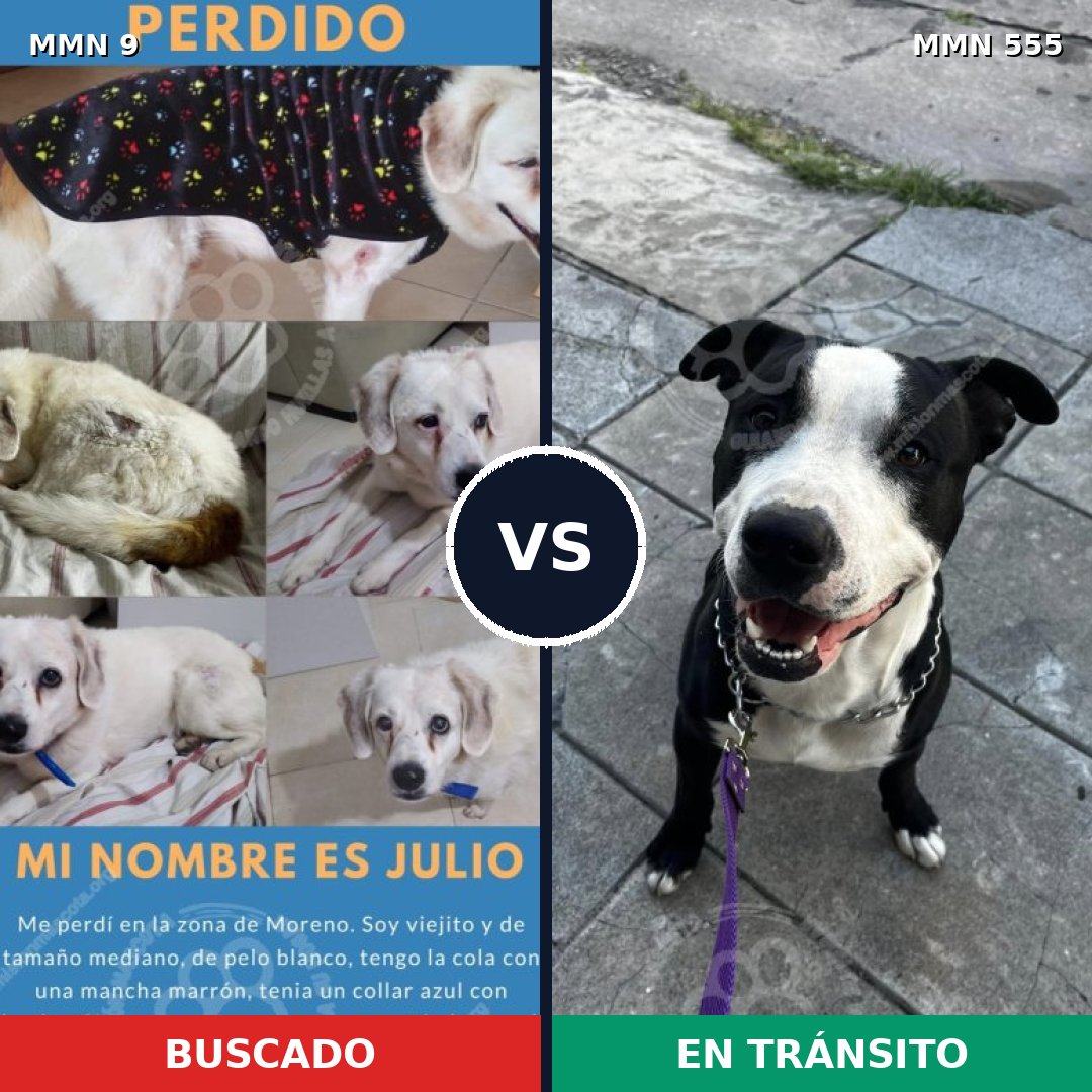 Comparativa MMS 469: mascota perdida y mascota encontrada, 36% de similitud