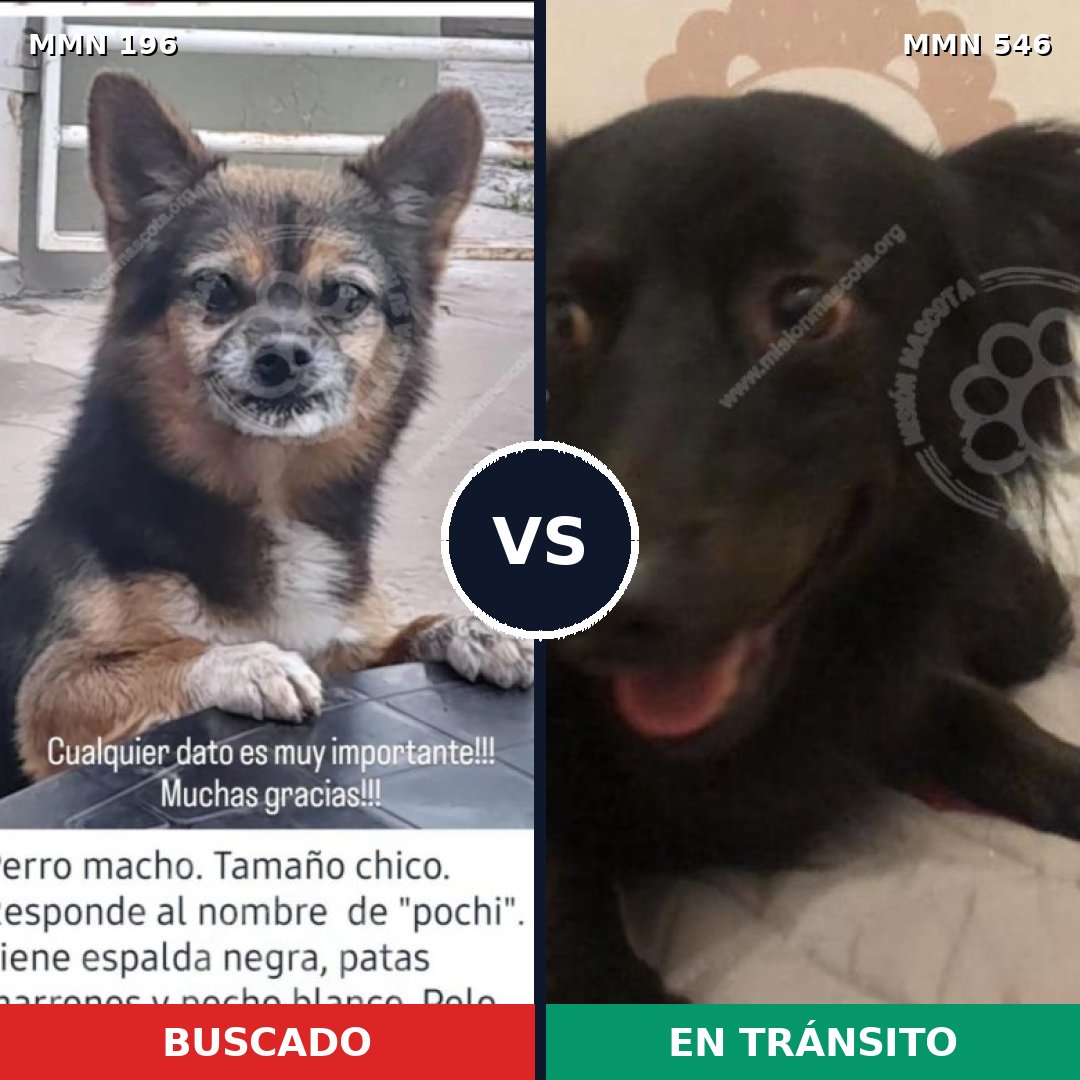Comparativa MMS 4690: mascota perdida y mascota encontrada, 71% de similitud