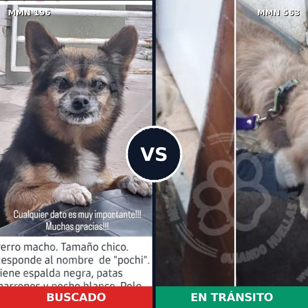 Comparativa MMS 4691: mascota perdida y mascota encontrada, 13% de similitud