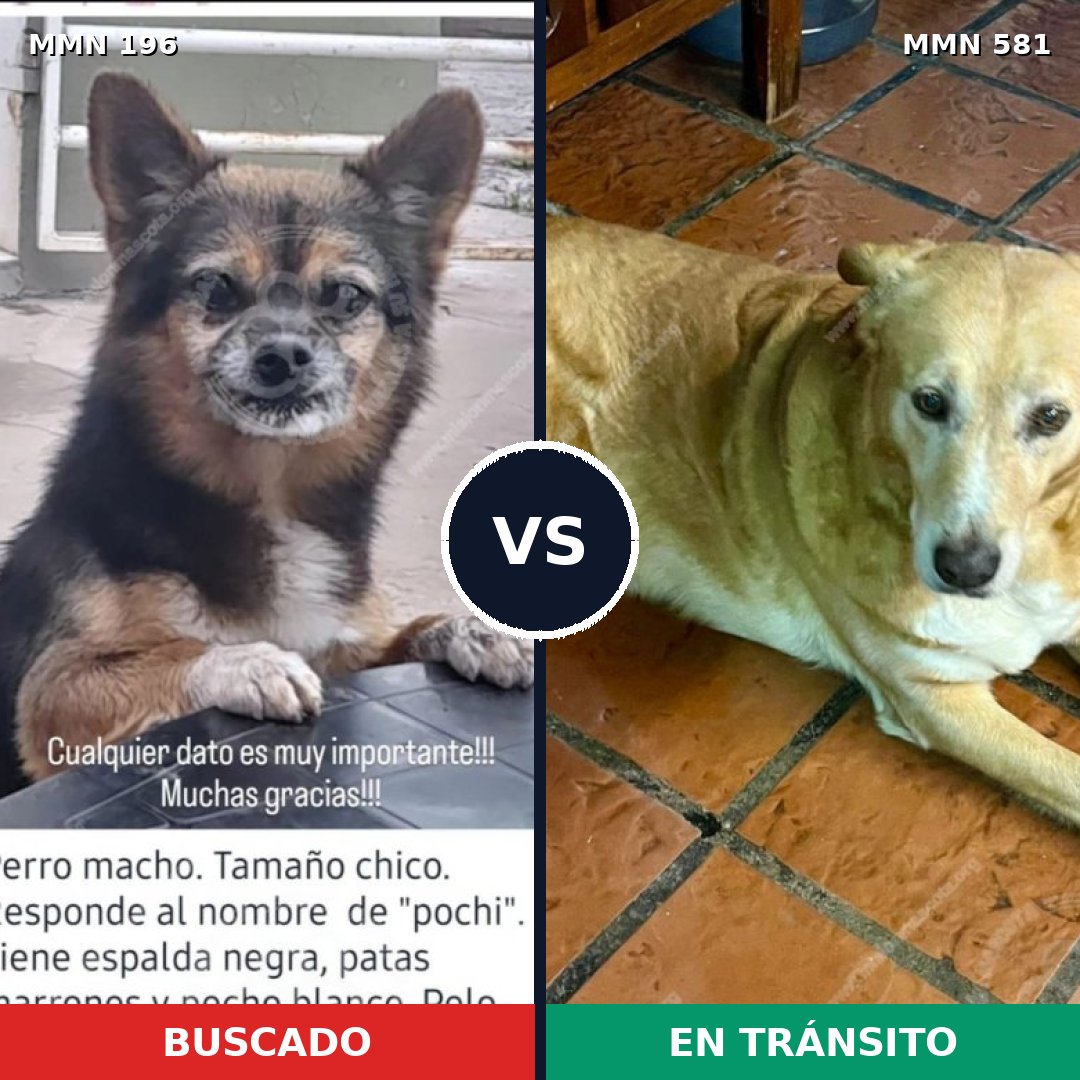 Comparativa MMS 4694: mascota perdida y mascota encontrada, 10% de similitud