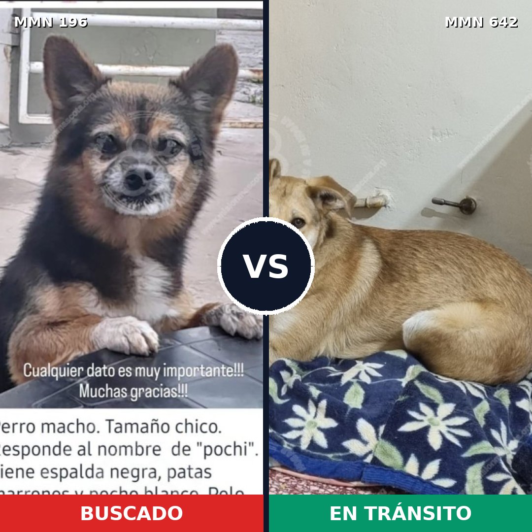 Comparativa MMS 4695: mascota perdida y mascota encontrada, 11% de similitud
