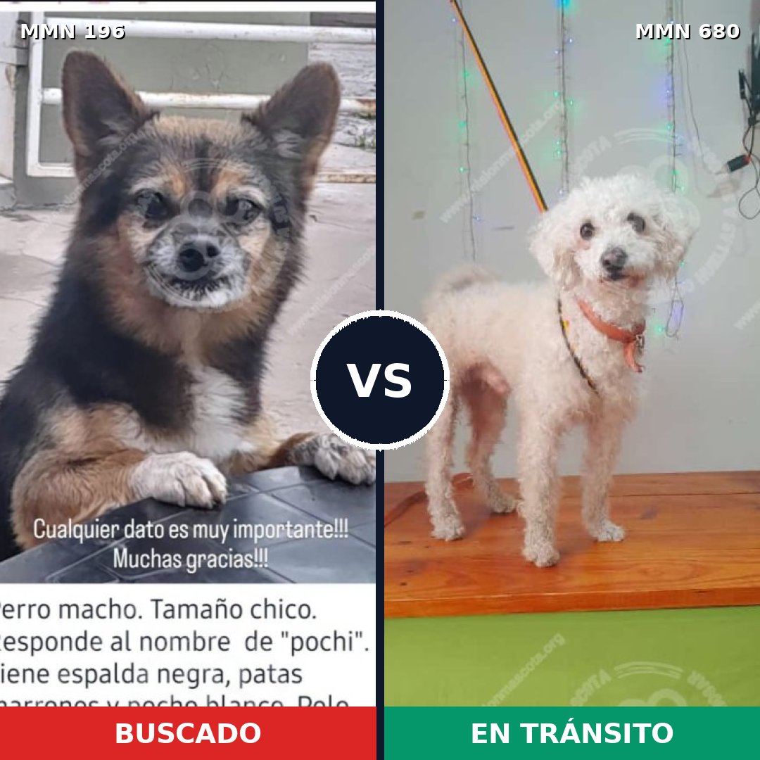 Comparativa MMS 4696: mascota perdida y mascota encontrada, 47% de similitud