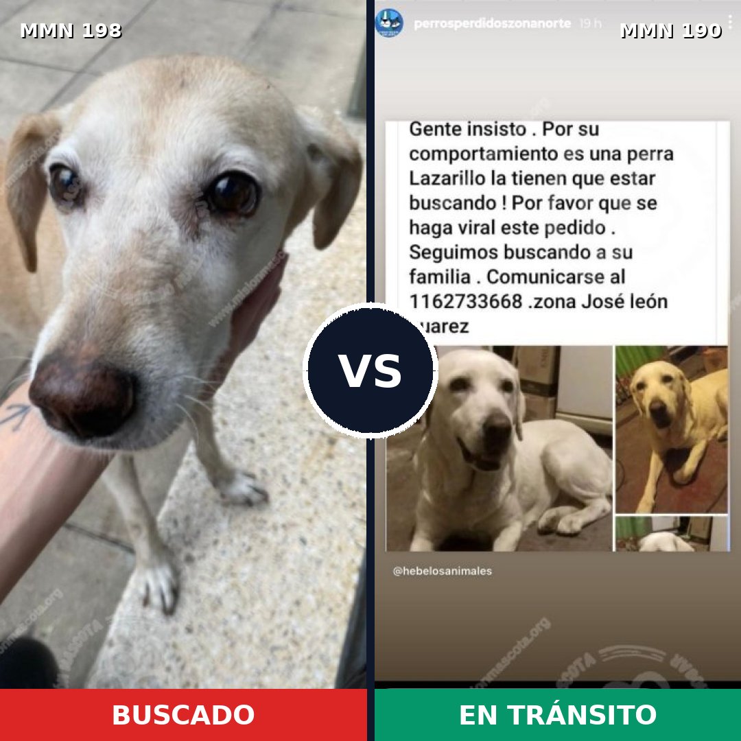 Comparativa MMS 4697: mascota perdida y mascota encontrada, 30% de similitud