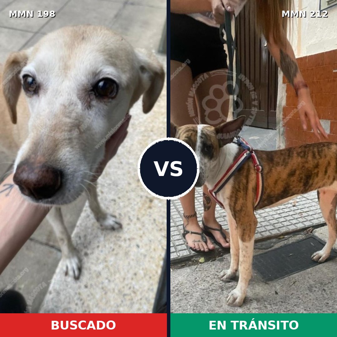 Comparativa MMS 4698: mascota perdida y mascota encontrada, 54% de similitud