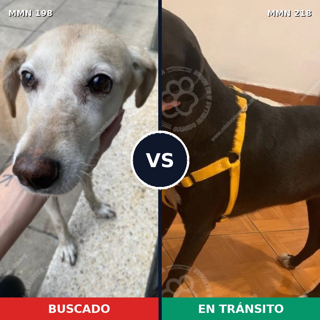 Comparativa MMS 4699: mascota perdida y mascota encontrada, 66% de similitud