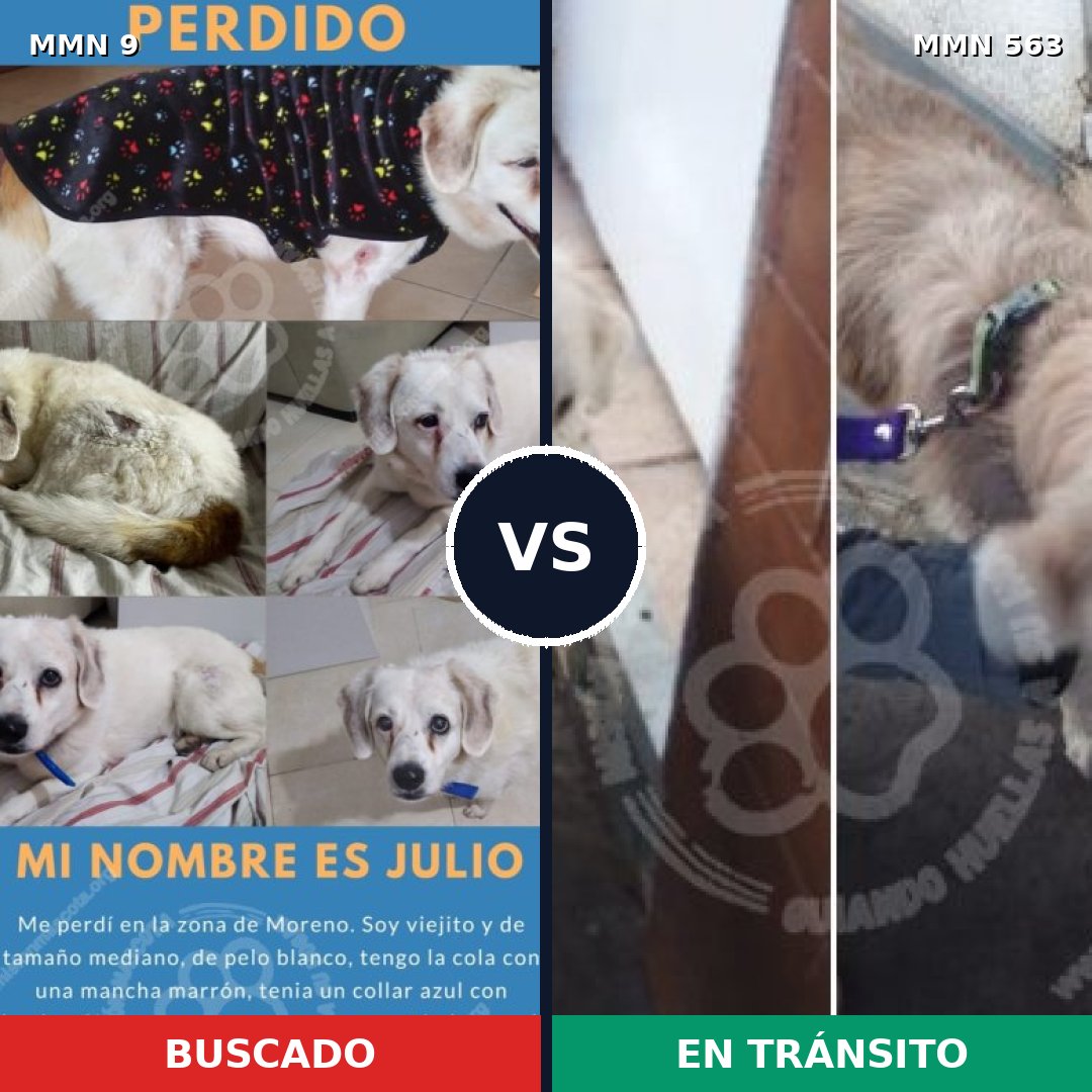 Comparativa MMS 470: mascota perdida y mascota encontrada, 49% de similitud