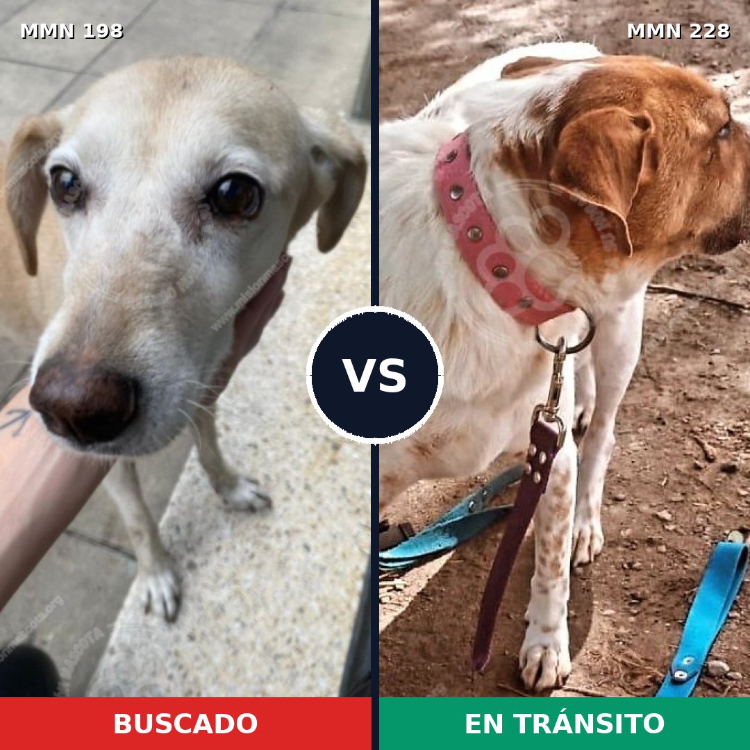 Comparativa MMS 4700: mascota perdida y mascota encontrada, 20% de similitud