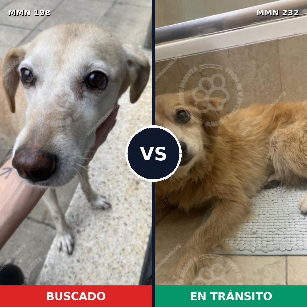 Comparativa MMS 4701: mascota perdida y mascota encontrada, 33% de similitud