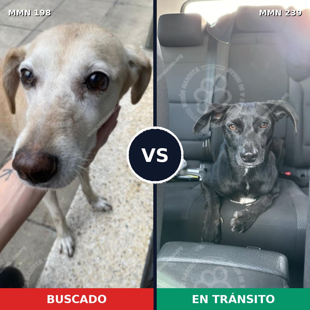 Comparativa MMS 4702: mascota perdida y mascota encontrada, 63% de similitud