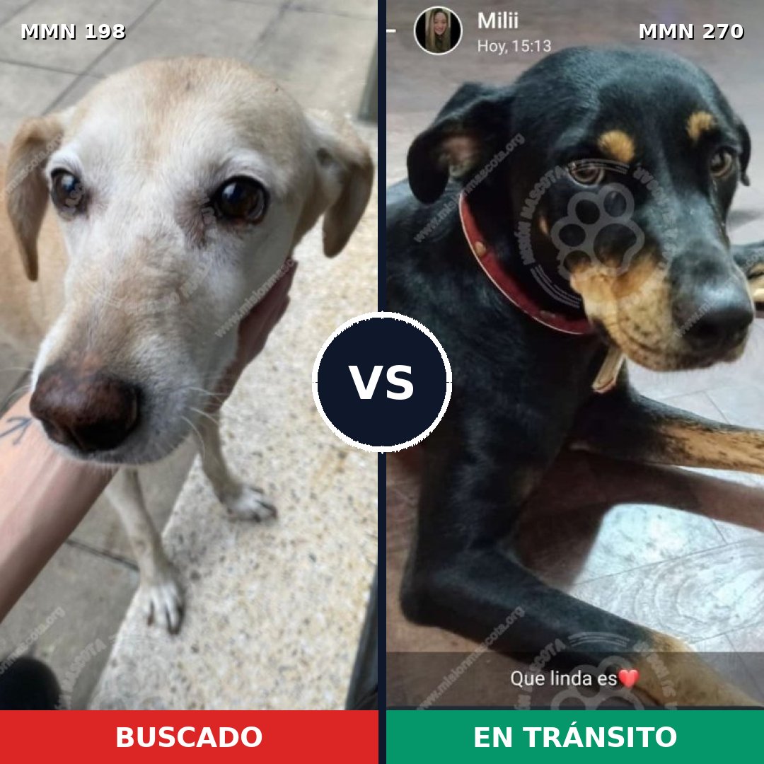 Comparativa MMS 4703: mascota perdida y mascota encontrada, 71% de similitud