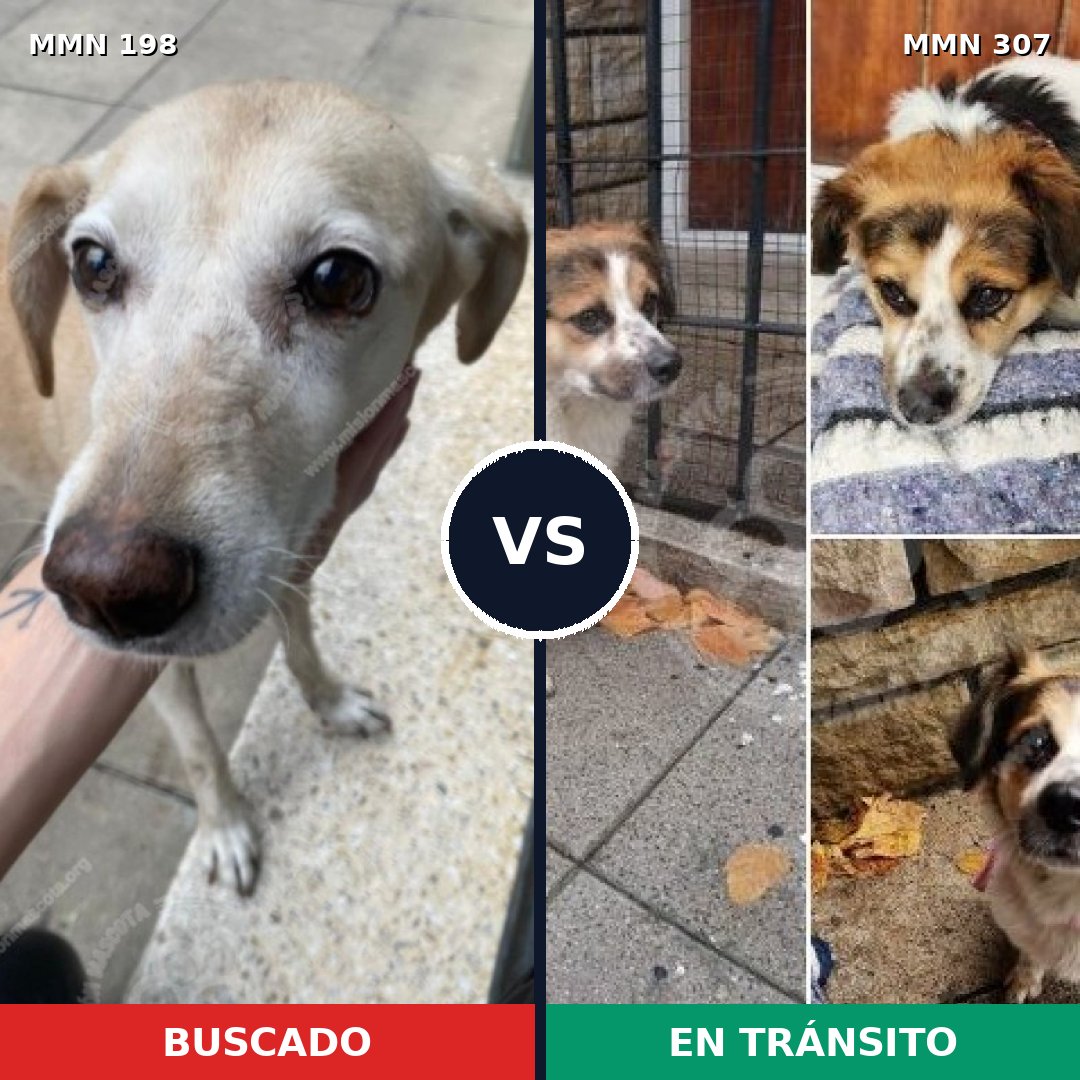 Comparativa MMS 4705: mascota perdida y mascota encontrada, 60% de similitud