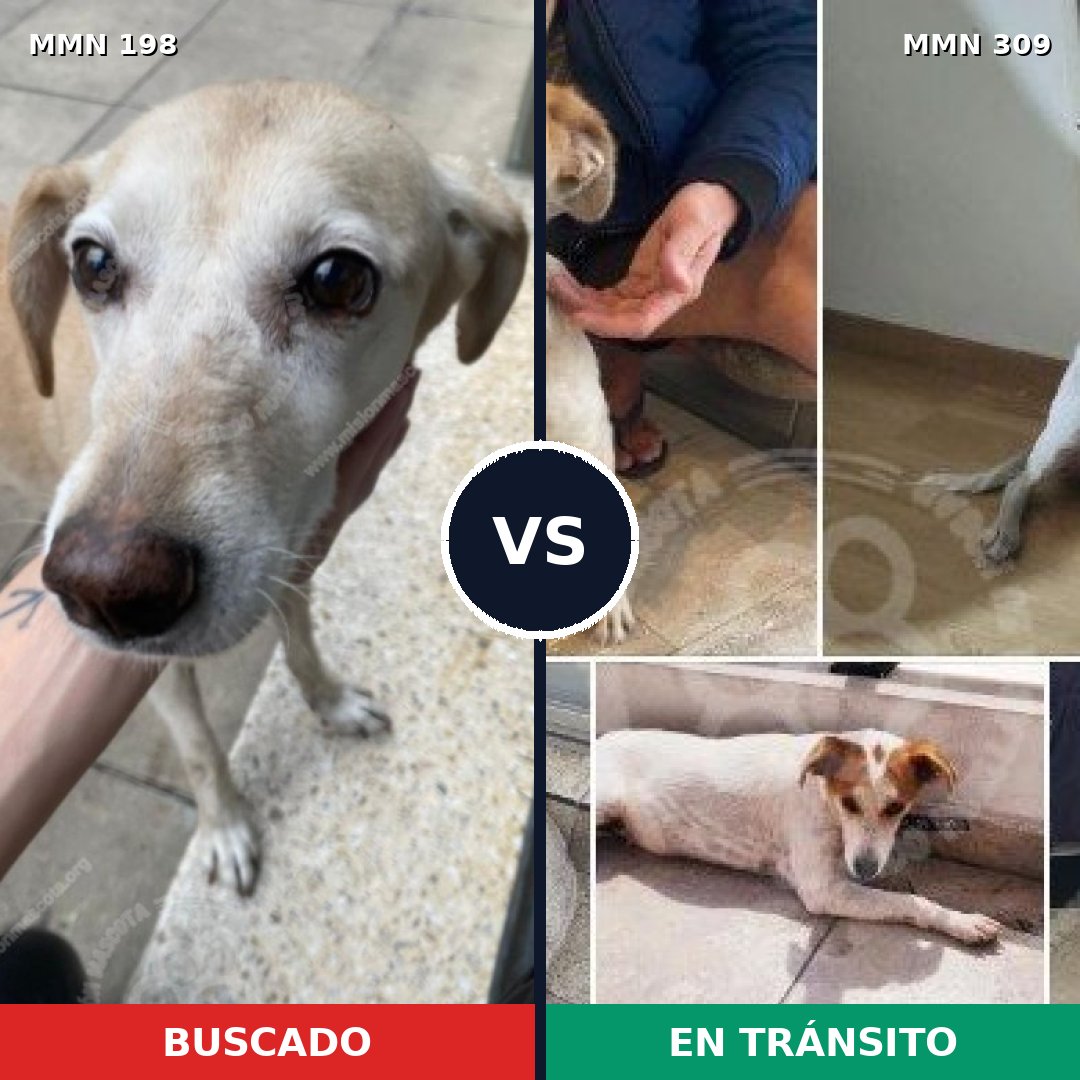 Comparativa MMS 4706: mascota perdida y mascota encontrada, 63% de similitud