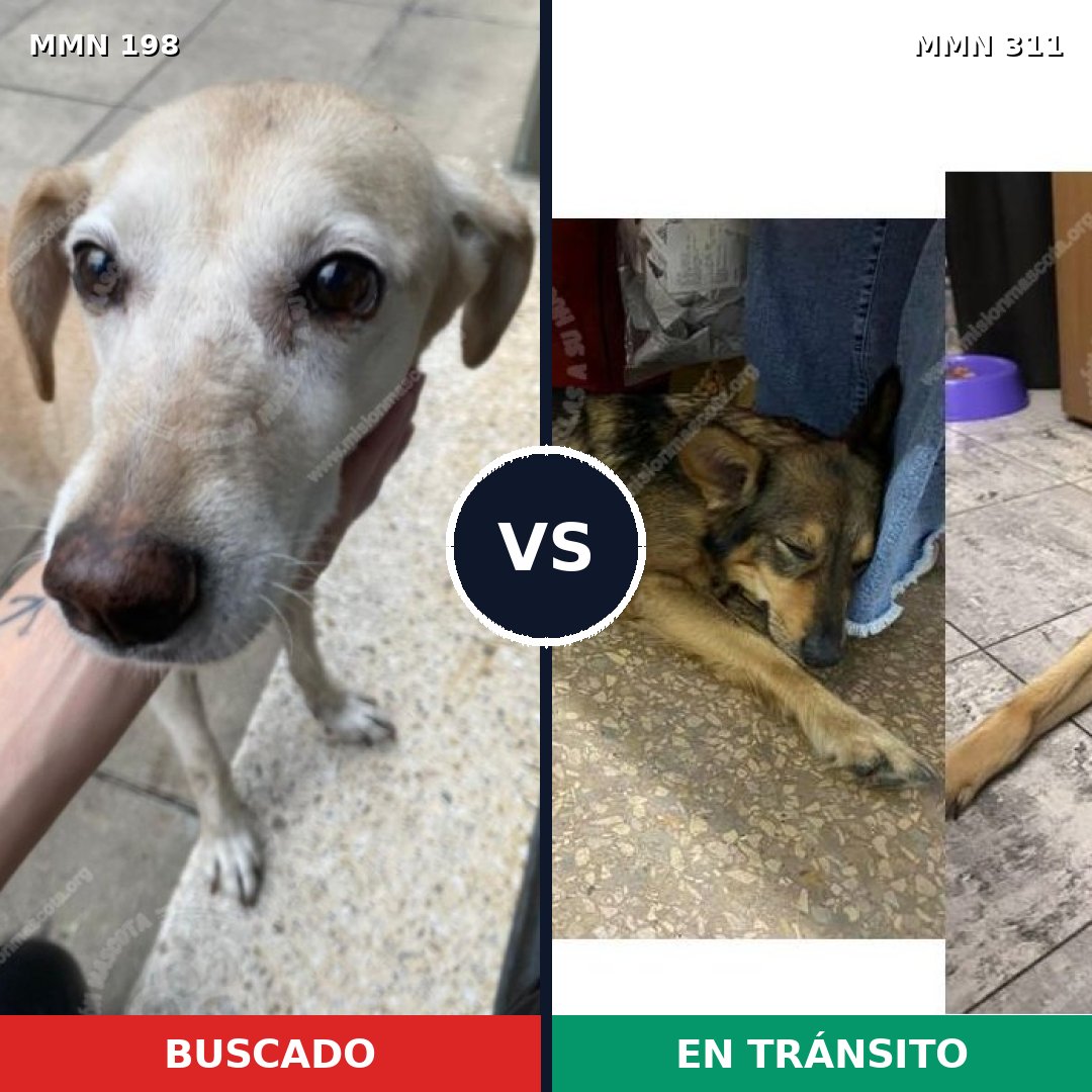 Comparativa MMS 4707: mascota perdida y mascota encontrada, 48% de similitud