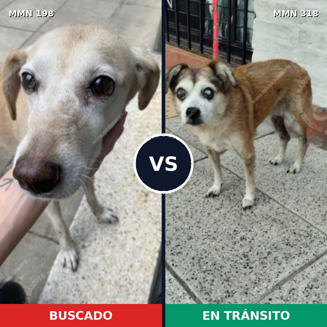 Comparativa MMS 4708: mascota perdida y mascota encontrada, 20% de similitud