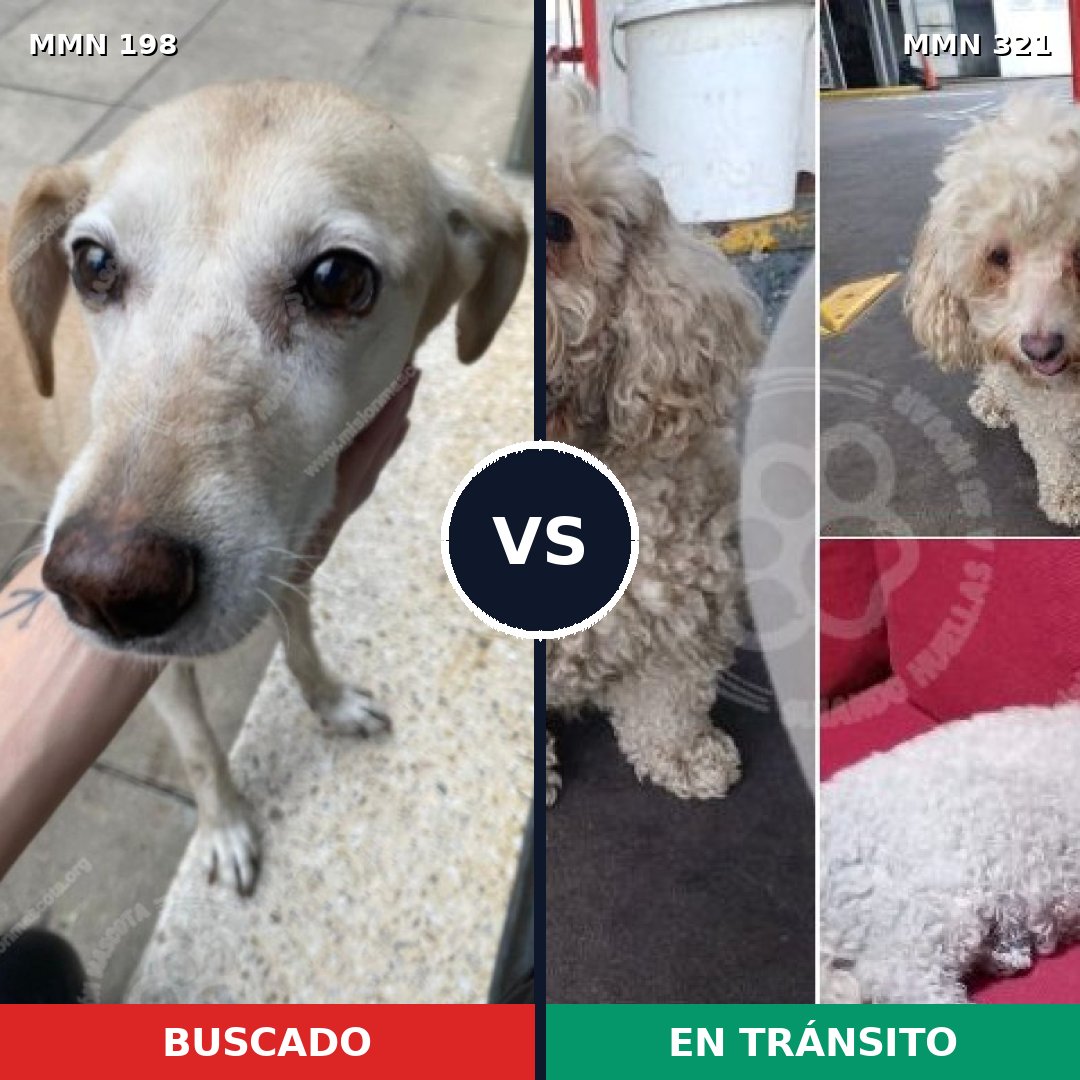 Comparativa MMS 4709: mascota perdida y mascota encontrada, 44% de similitud