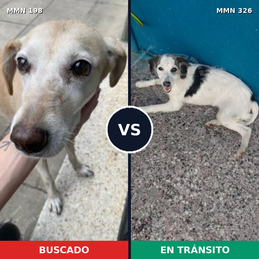 Comparativa MMS 4710: mascota perdida y mascota encontrada, 60% de similitud