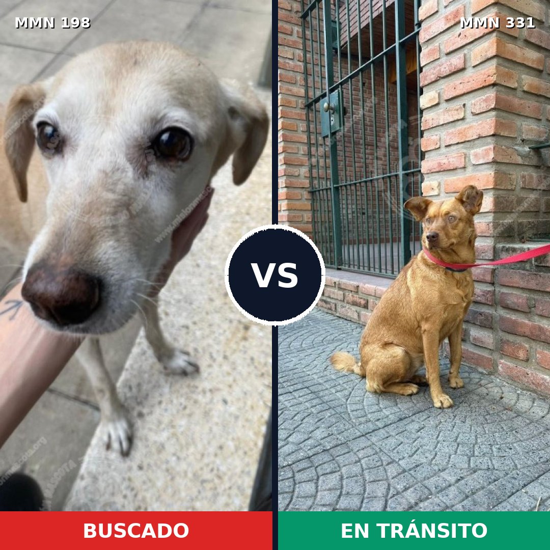 Comparativa MMS 4711: mascota perdida y mascota encontrada, 54% de similitud