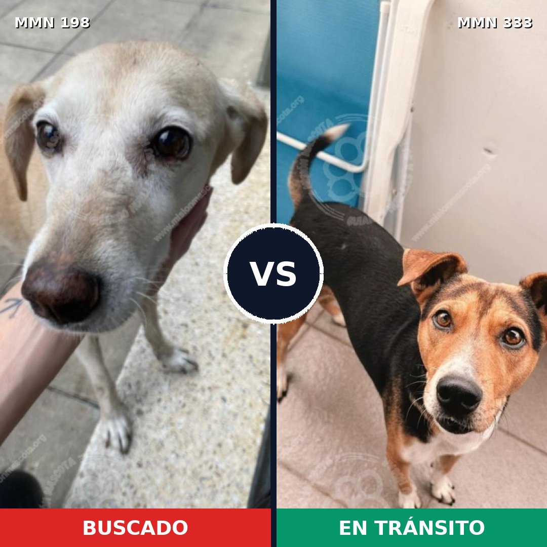 Comparativa MMS 4712: mascota perdida y mascota encontrada, 51% de similitud