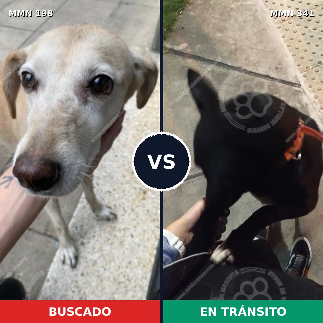 Comparativa MMS 4713: mascota perdida y mascota encontrada, 51% de similitud