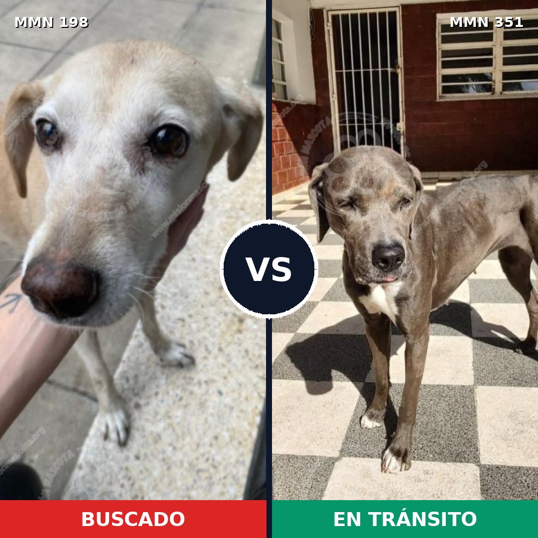 Comparativa MMS 4714: mascota perdida y mascota encontrada, 25% de similitud