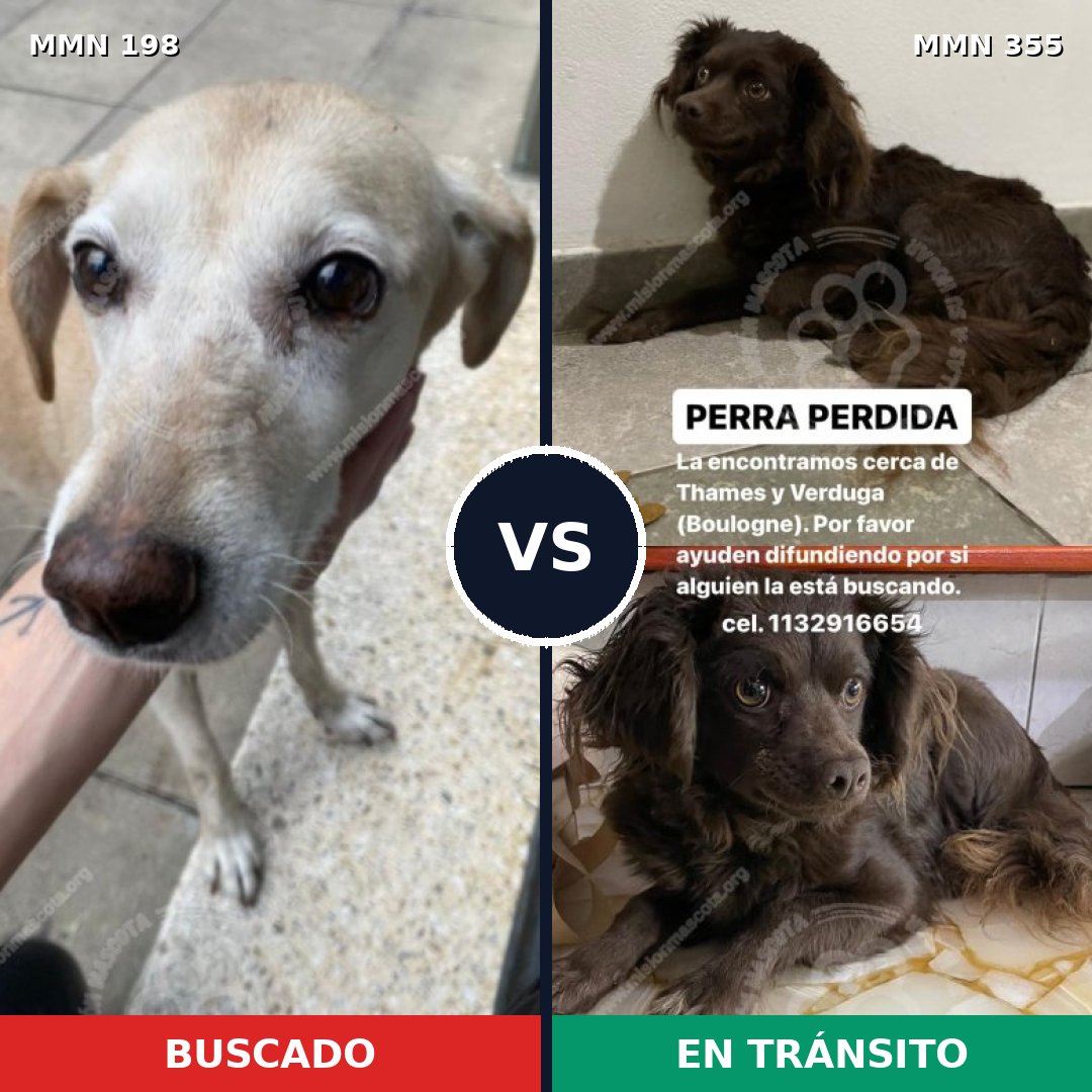 Comparativa MMS 4715: mascota perdida y mascota encontrada, 43% de similitud