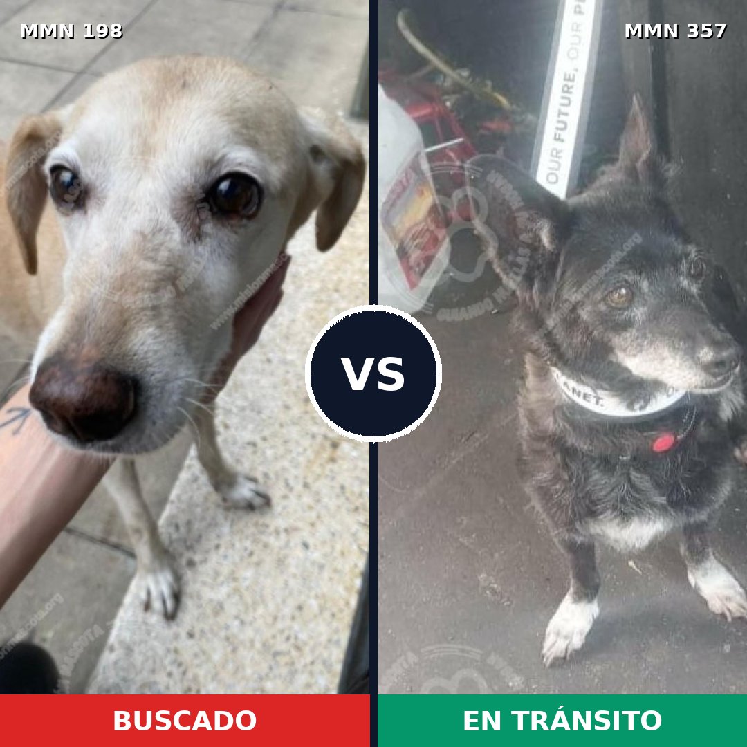 Comparativa MMS 4716: mascota perdida y mascota encontrada, 65% de similitud