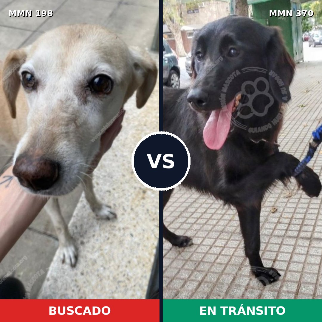 Comparativa MMS 4717: mascota perdida y mascota encontrada, 47% de similitud