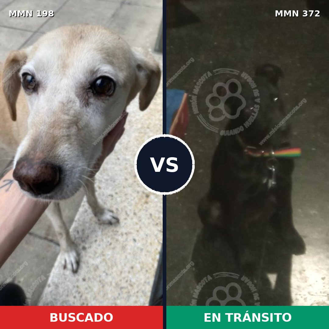 Comparativa MMS 4718: mascota perdida y mascota encontrada, 66% de similitud