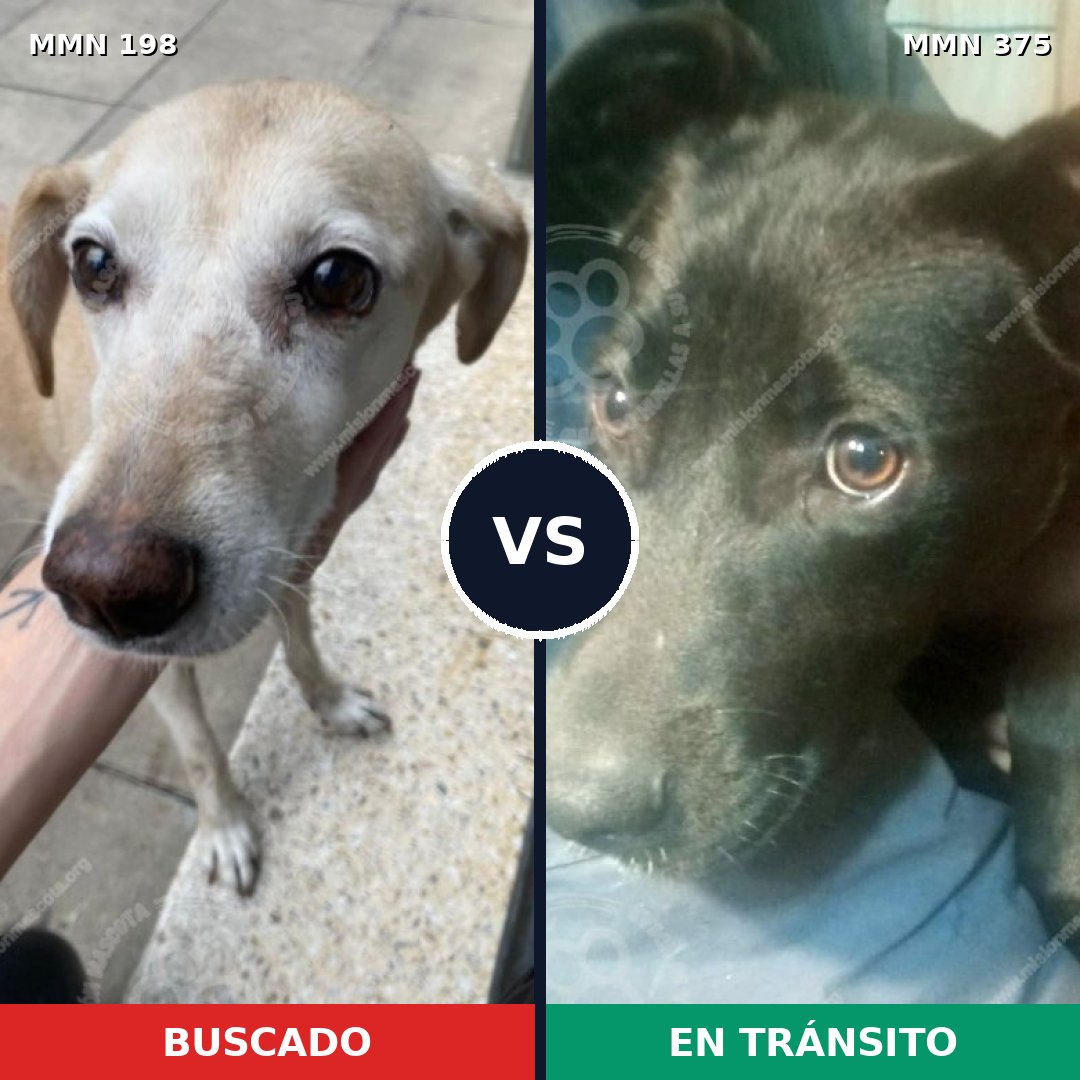 Comparativa MMS 4719: mascota perdida y mascota encontrada, 51% de similitud