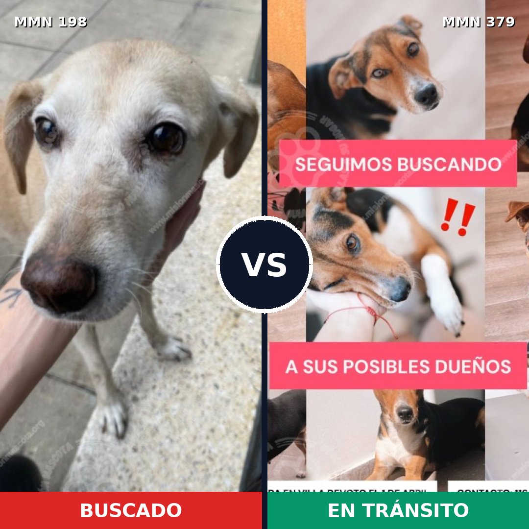 Comparativa MMS 4720: mascota perdida y mascota encontrada, 51% de similitud
