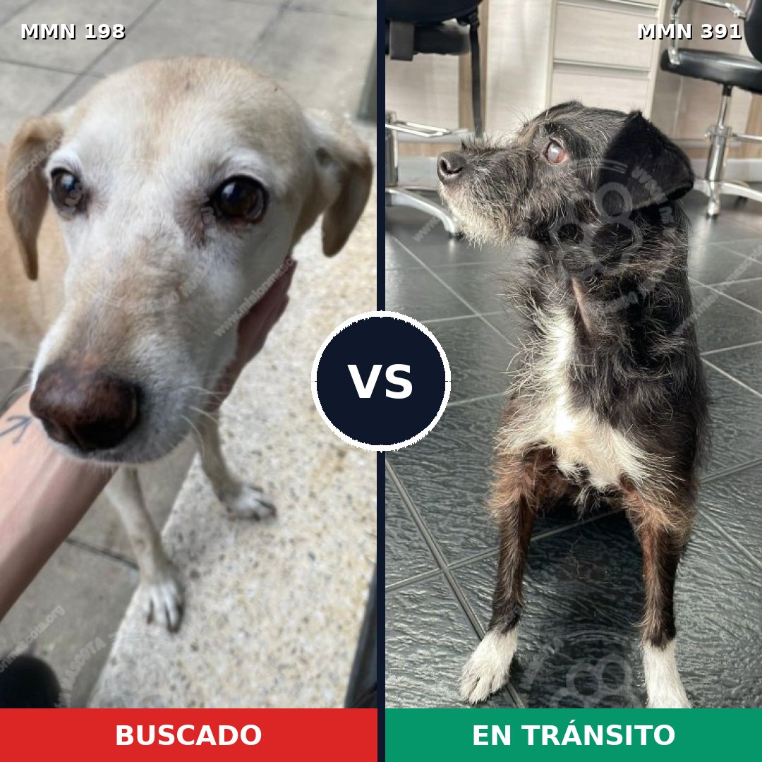 Comparativa MMS 4721: mascota perdida y mascota encontrada, 64% de similitud