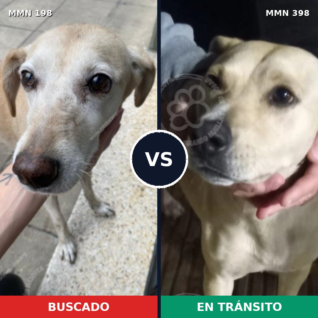 Comparativa MMS 4722: mascota perdida y mascota encontrada, 70% de similitud