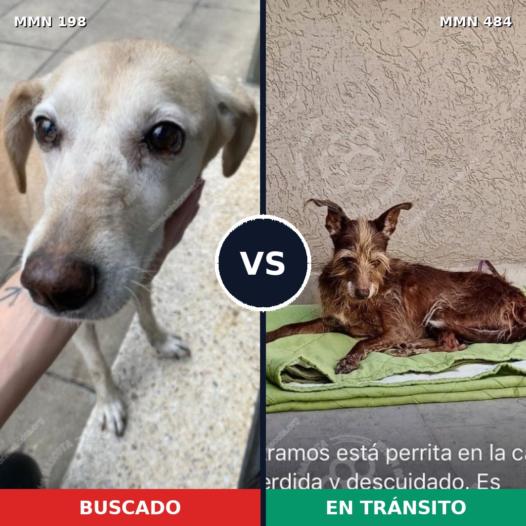 Comparativa MMS 4724: mascota perdida y mascota encontrada, 60% de similitud