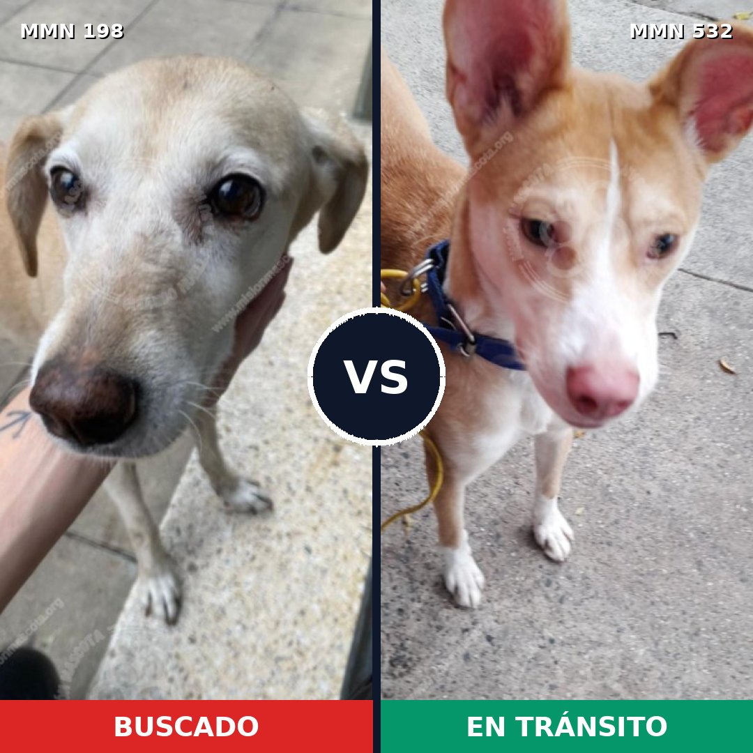 Comparativa MMS 4727: mascota perdida y mascota encontrada, 70% de similitud