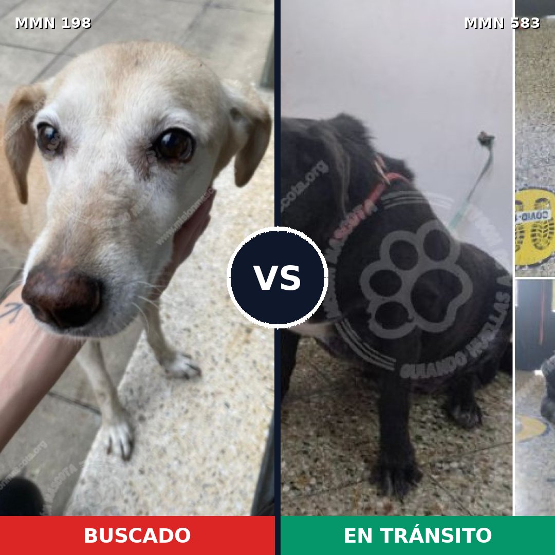Comparativa MMS 4728: mascota perdida y mascota encontrada, 64% de similitud