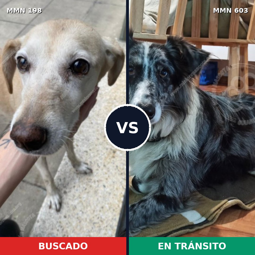 Comparativa MMS 4729: mascota perdida y mascota encontrada, 2% de similitud