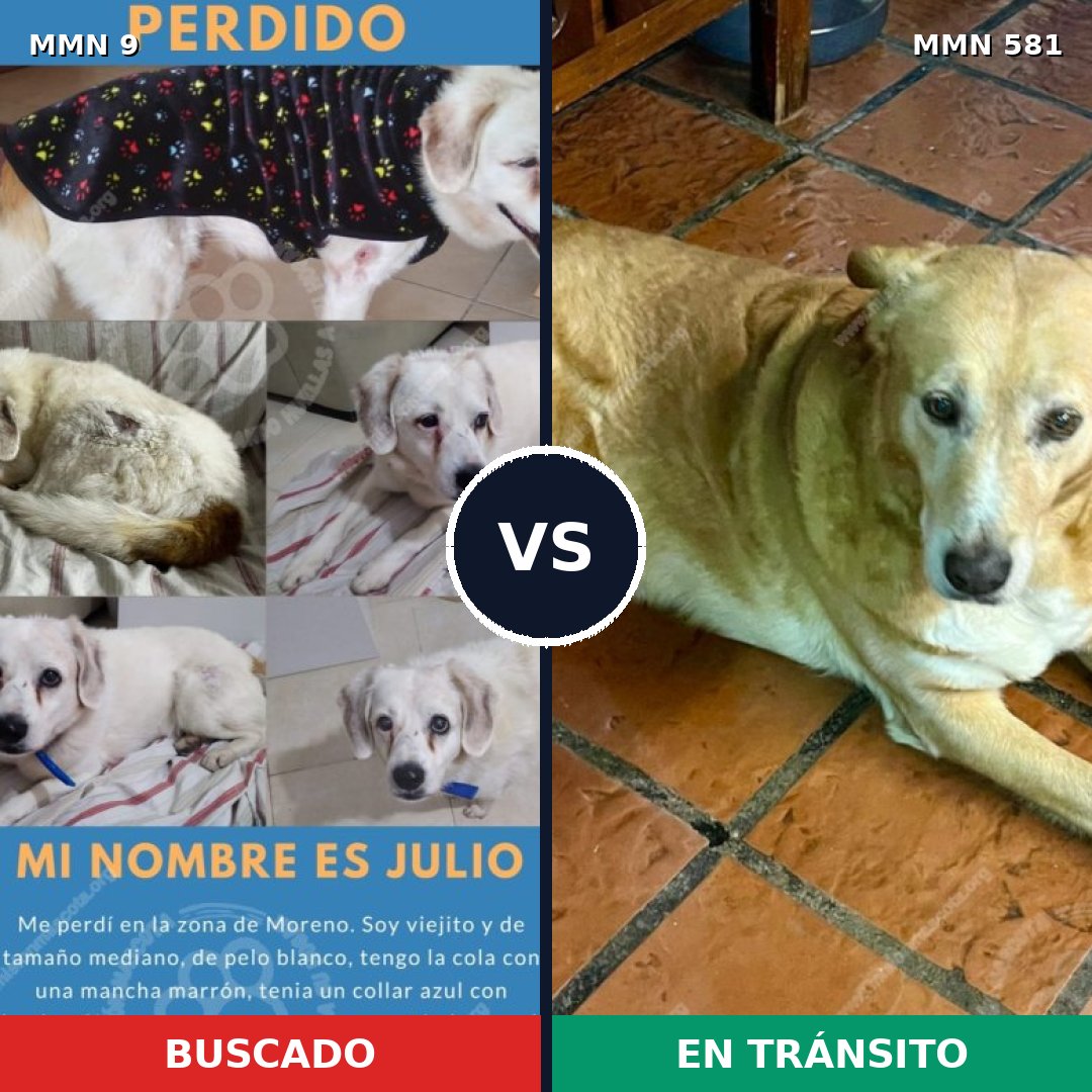 Comparativa MMS 473: mascota perdida y mascota encontrada, 70% de similitud