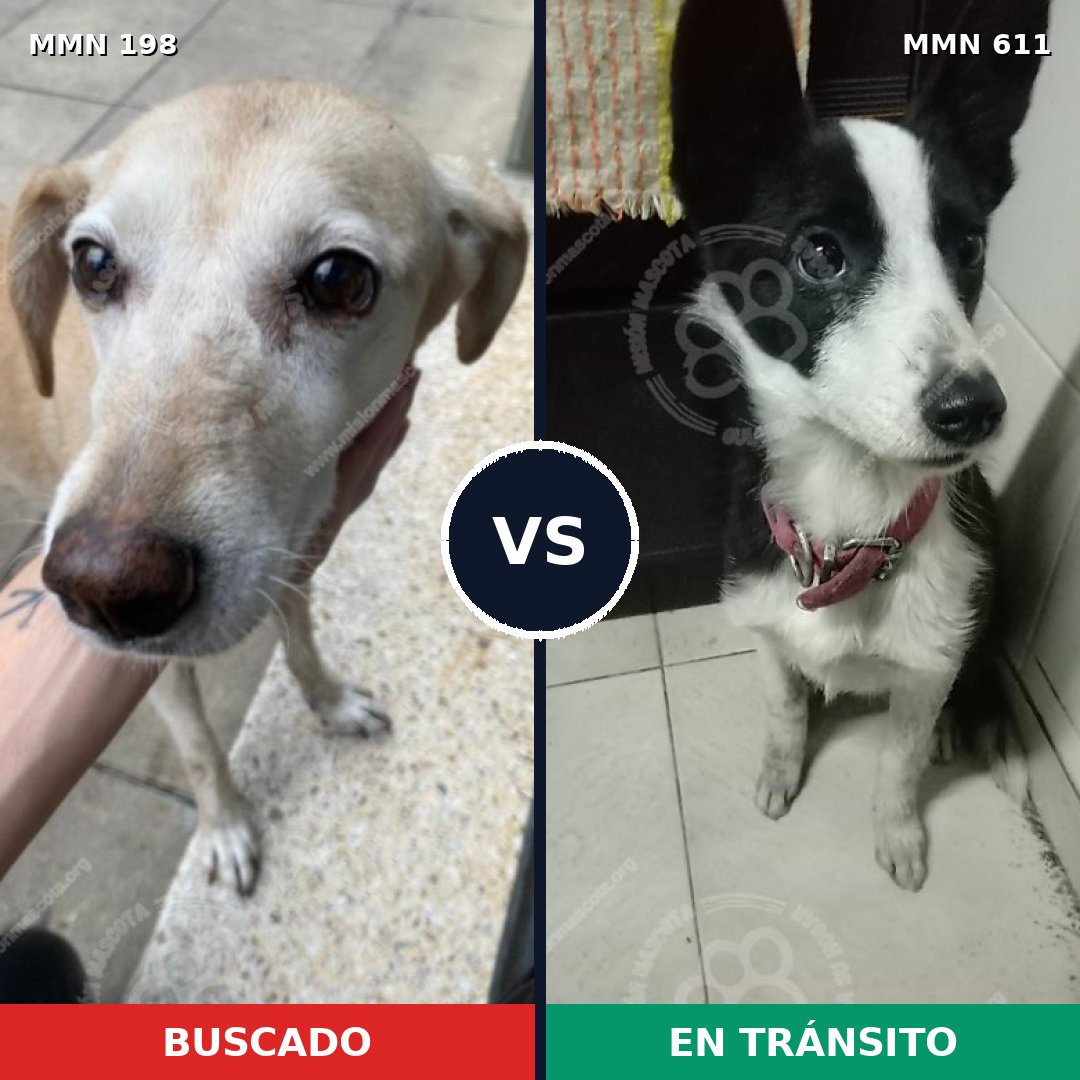 Comparativa MMS 4730: mascota perdida y mascota encontrada, 63% de similitud