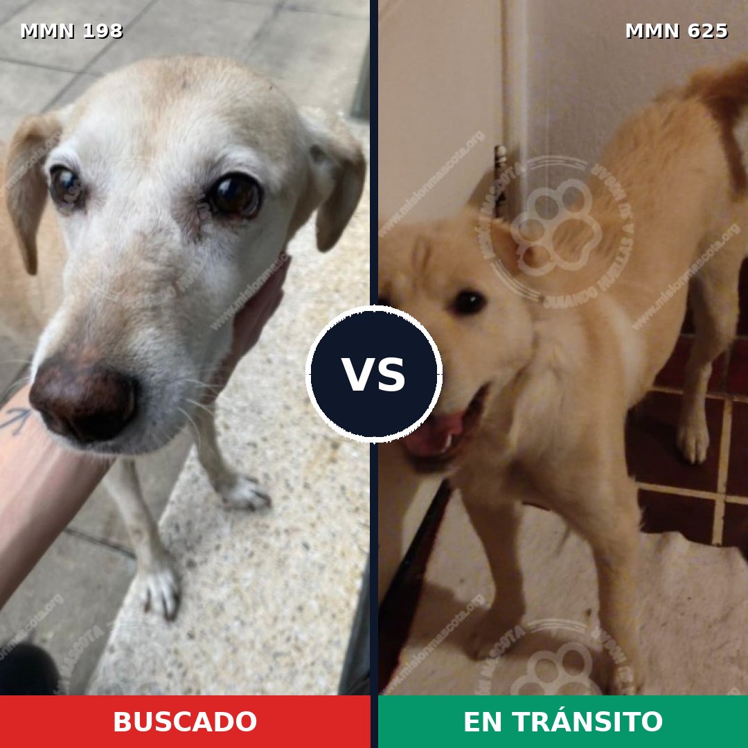 Comparativa MMS 4731: mascota perdida y mascota encontrada, 71% de similitud