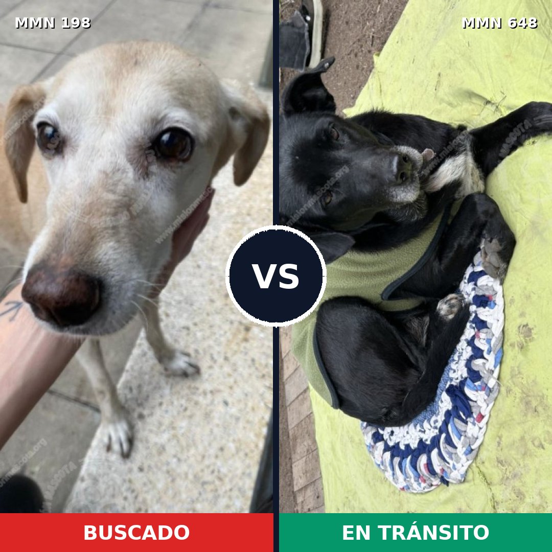 Comparativa MMS 4732: mascota perdida y mascota encontrada, 64% de similitud