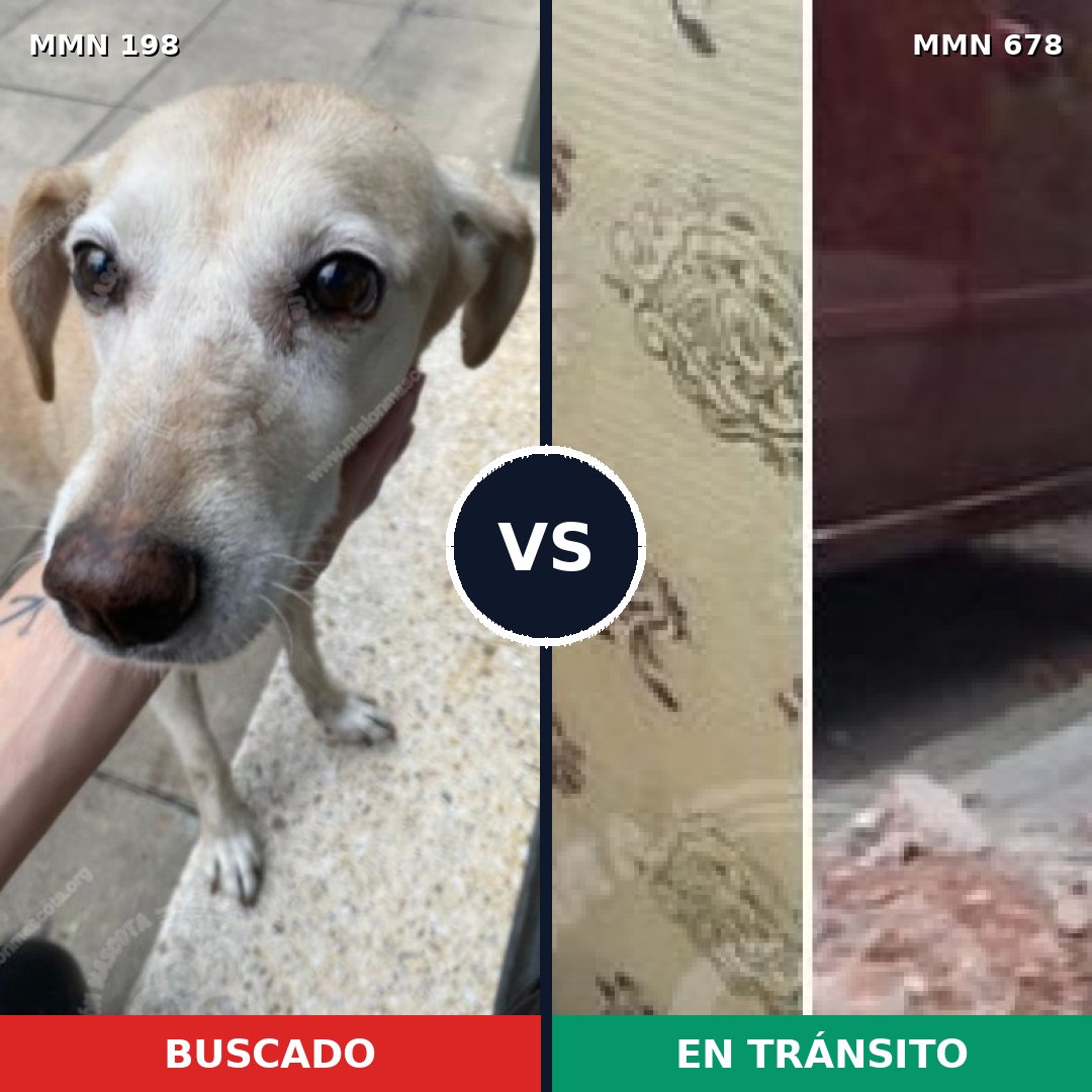 Comparativa MMS 4733: mascota perdida y mascota encontrada, 59% de similitud