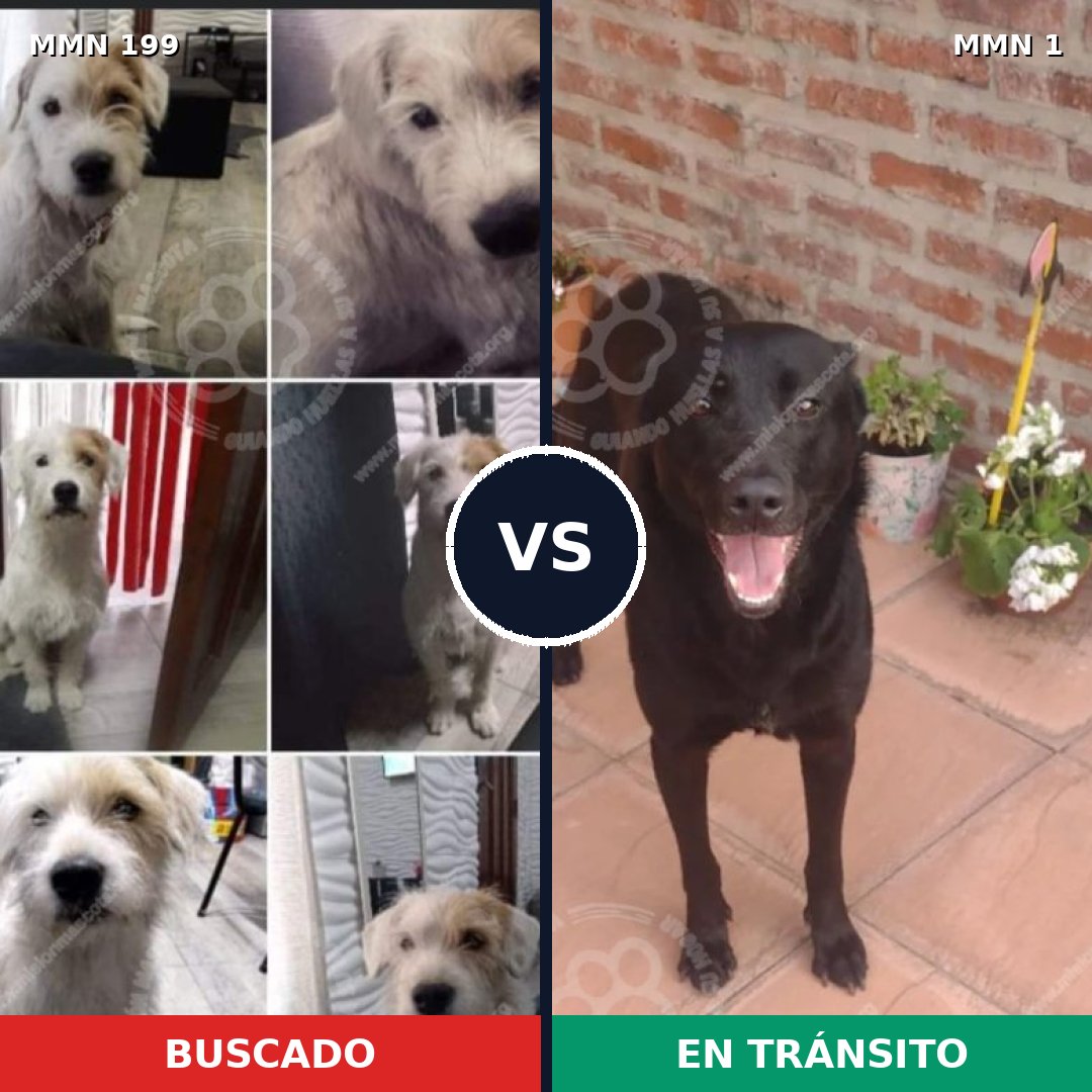 Comparativa MMS 4734: mascota perdida y mascota encontrada, 49% de similitud
