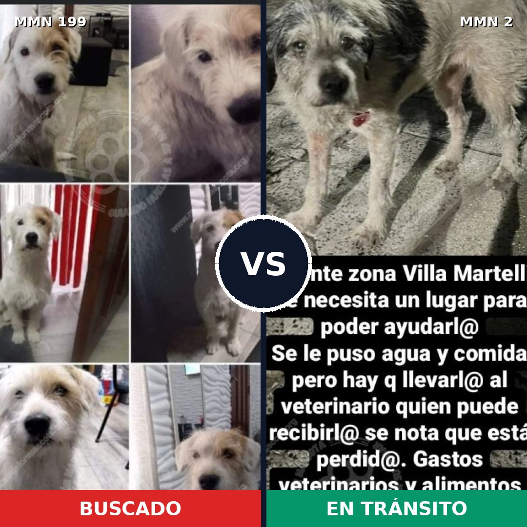 Comparativa MMS 4735: mascota perdida y mascota encontrada, 63% de similitud
