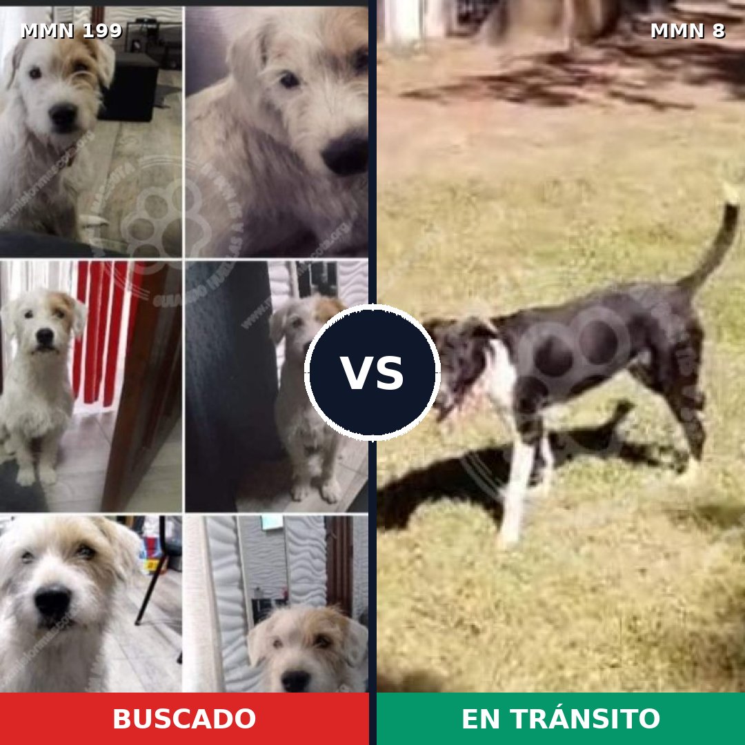 Comparativa MMS 4736: mascota perdida y mascota encontrada, 65% de similitud