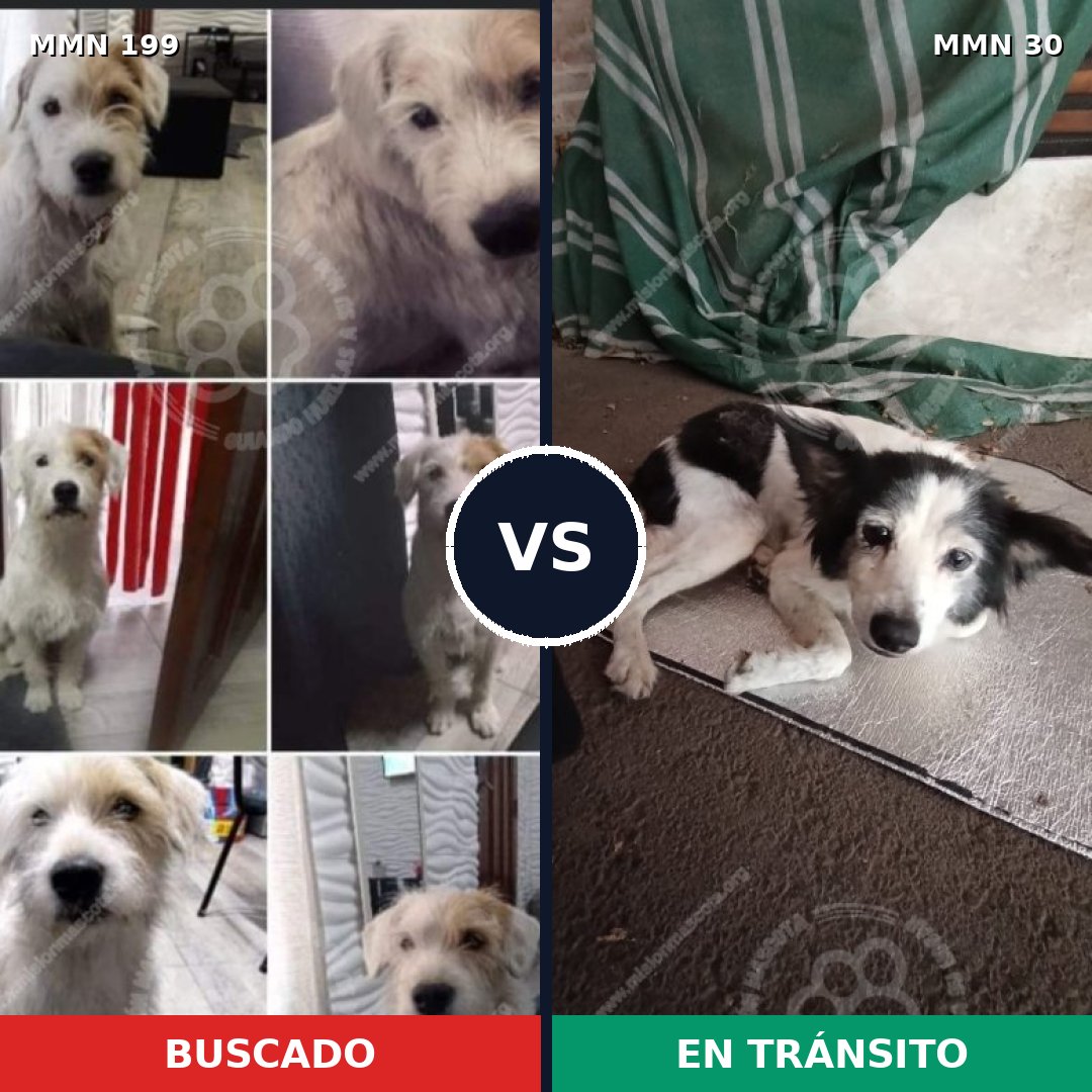 Comparativa MMS 4737: mascota perdida y mascota encontrada, 63% de similitud