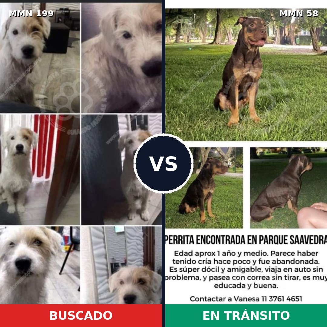 Comparativa MMS 4738: mascota perdida y mascota encontrada, 45% de similitud