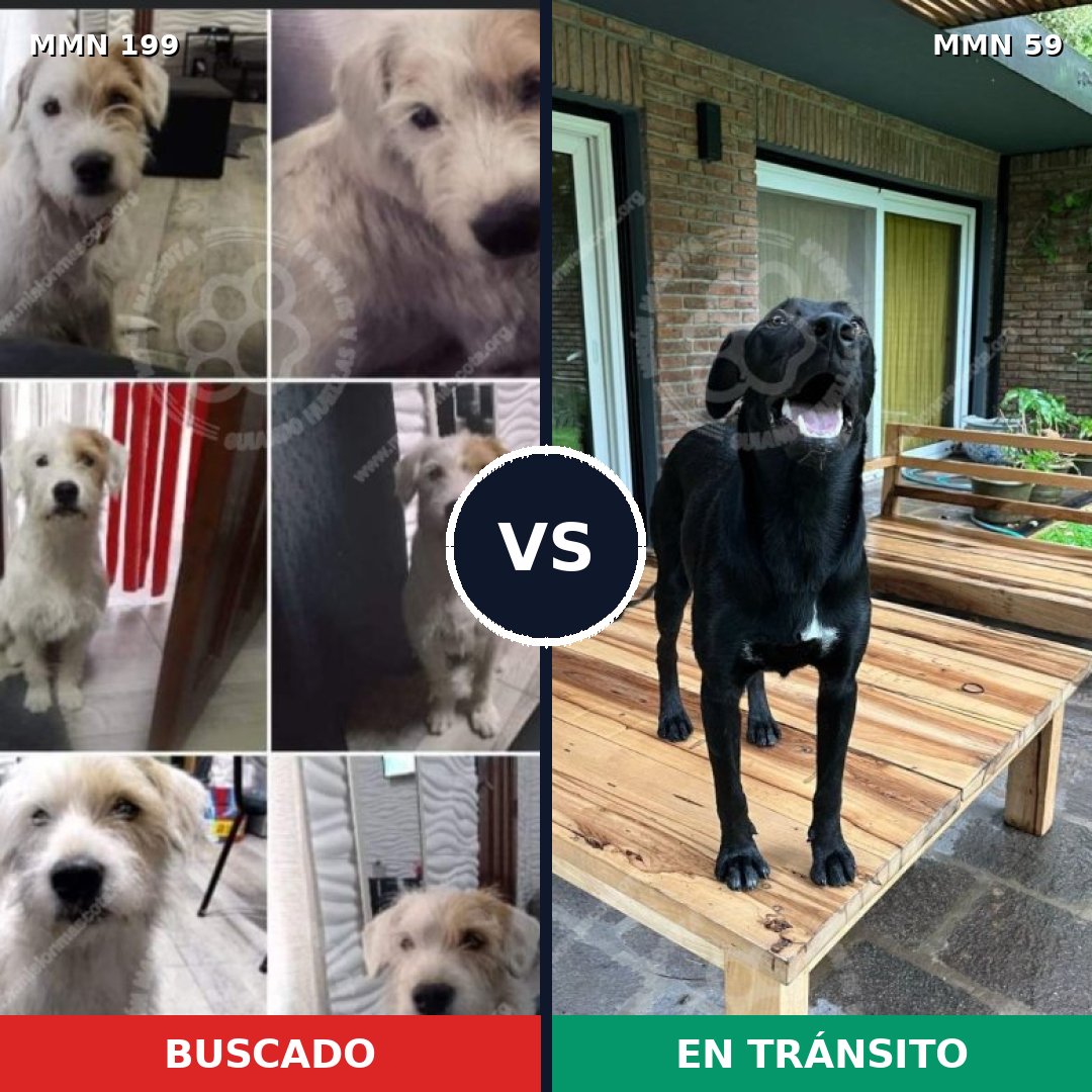 Comparativa MMS 4739: mascota perdida y mascota encontrada, 27% de similitud