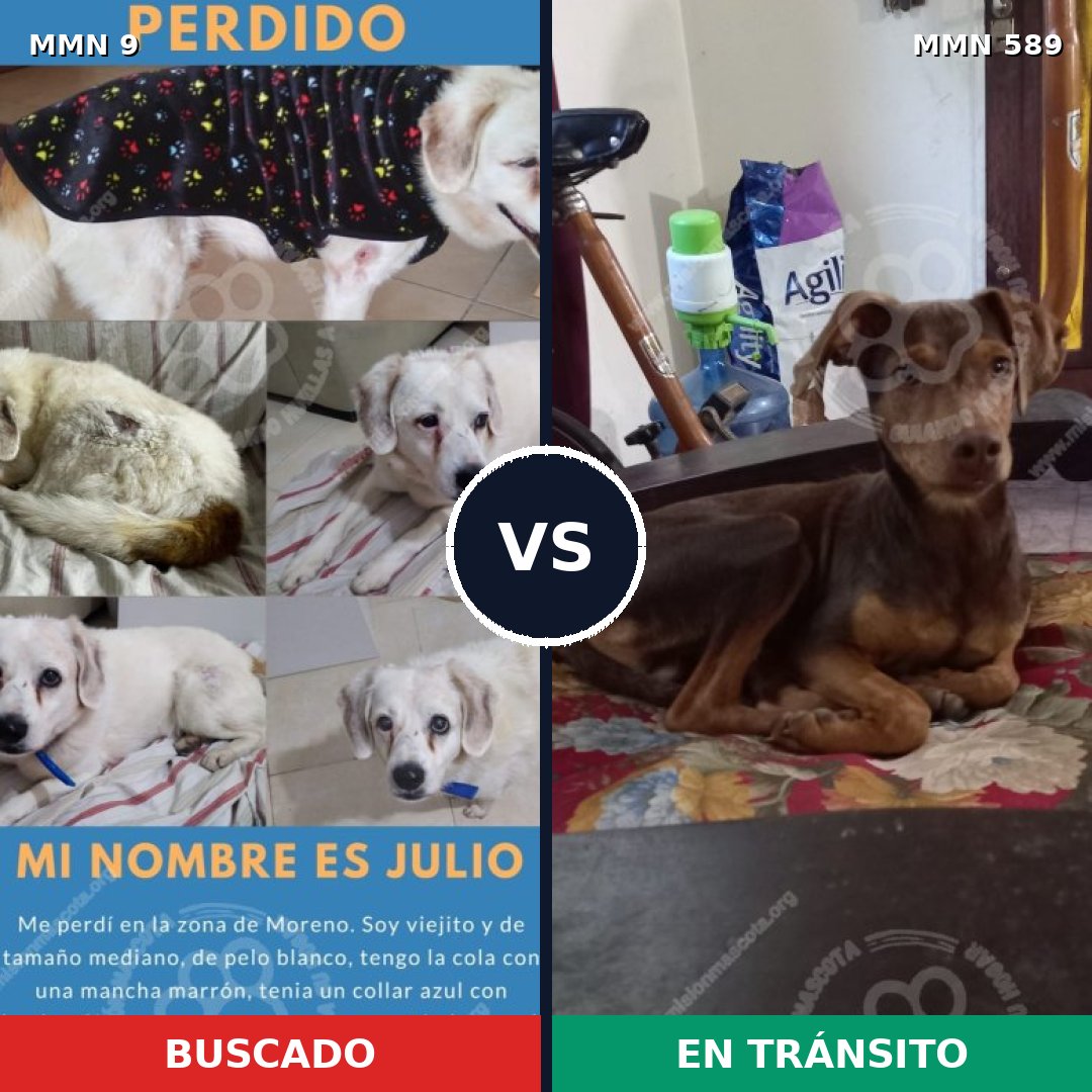 Comparativa MMS 474: mascota perdida y mascota encontrada, 53% de similitud